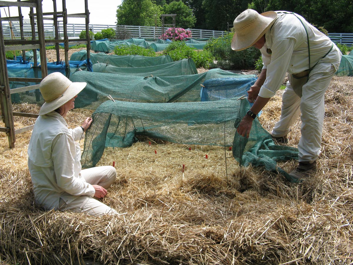 Plantation dans un Jardin de Perelandra